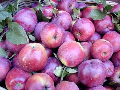 Apple Macintosh (Der Apfel heit wirklich so)
